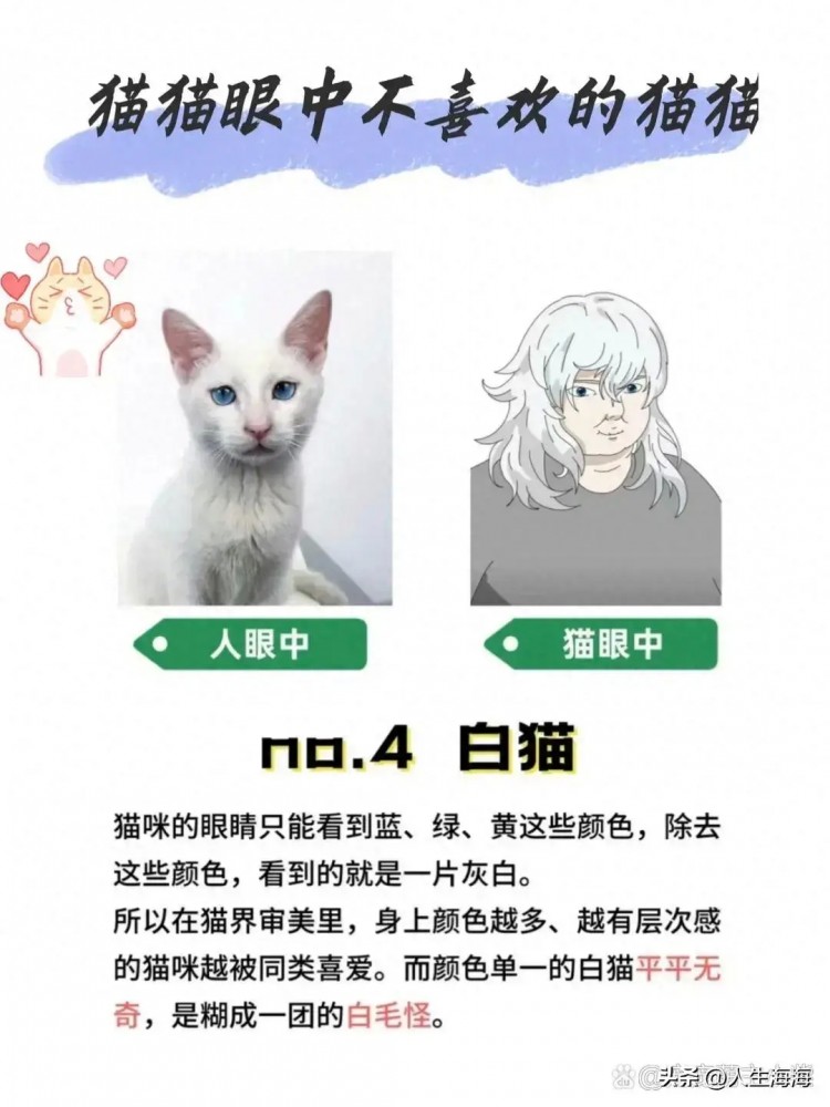 猫猫眼中不喜欢的猫猫，在猫猫眼里不好看的人类却很喜欢