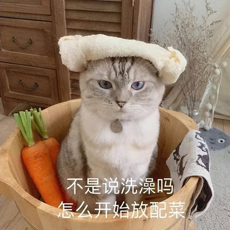 猫咪腹部有一坨“赘肉”，是太胖了？兽医：说明你养得好