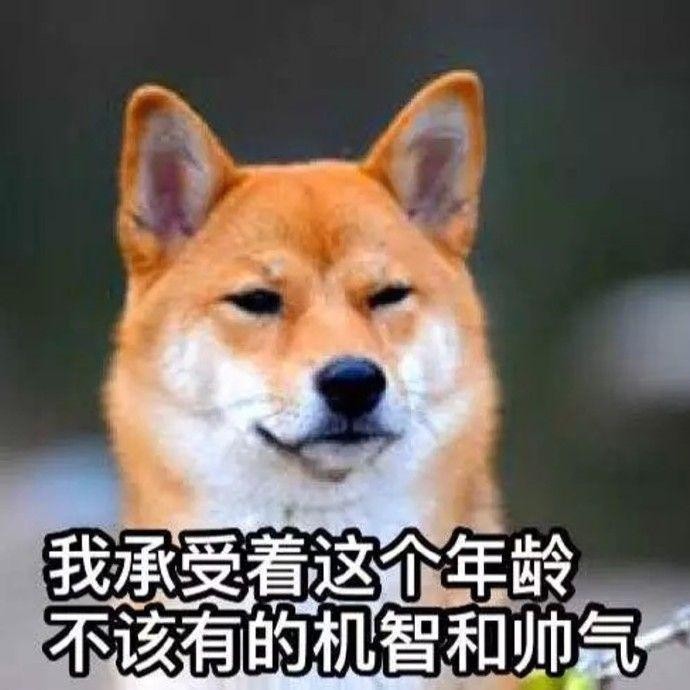 柴犬准备离家出走问明原因后才得知辛酸故事