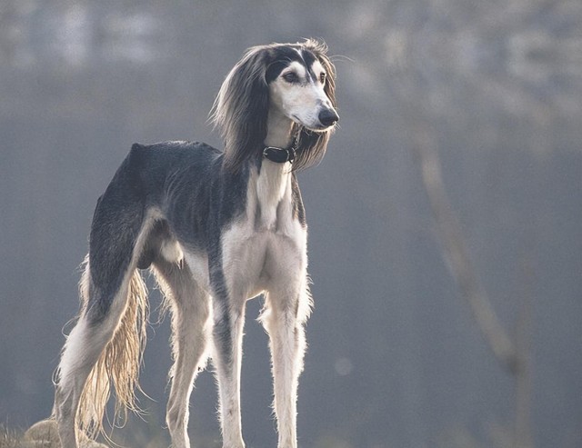 速度与激情：非洲最快的猎犬——东非猎犬！