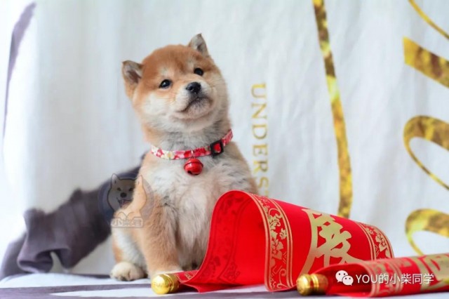 双血统柴犬价格是多少买柴千万别被骗