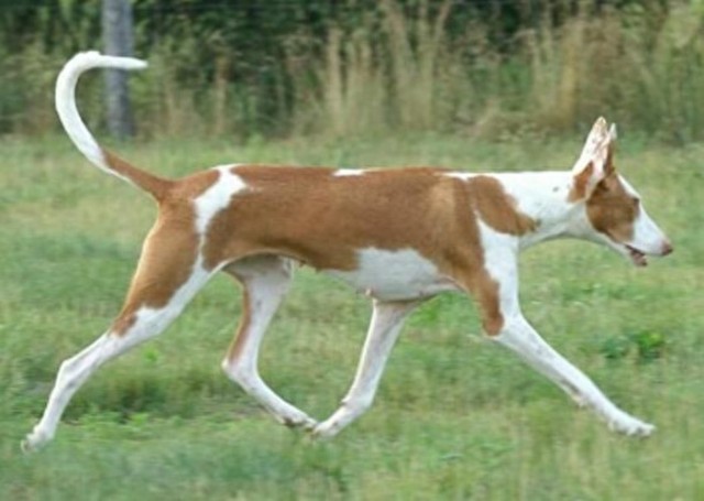 萌宠赏析！法老王猎犬的孪生兄弟依比沙猎犬