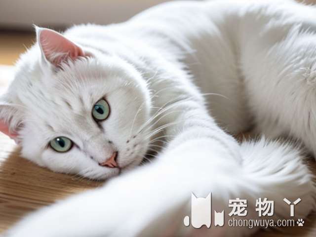 波斯猫有哪些品种？